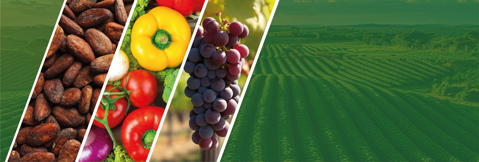 AGROLY - Soluciones de protección y nutrición a tus cultivos